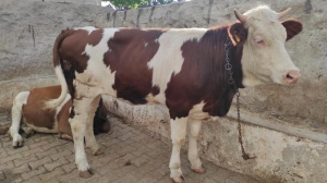 ABD'de enfekte olmuş ineğe temas eden kişiye kuş gribi bulaştı