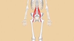 Ruh halini etkileyen kas: Psoas