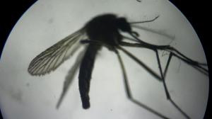 'Aedes' sivrisineği alerjik reaksiyonlara neden oluyor