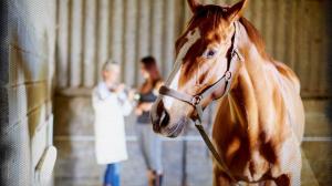 Türkiye’de veterinerlik eğitiminin 183. yılı