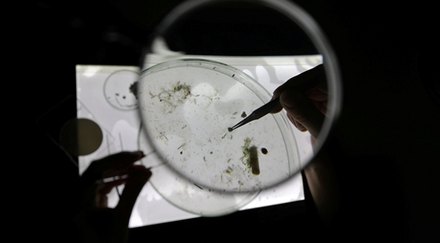 Mikroplastiklerin bağışıklığa etkisi mercek altında