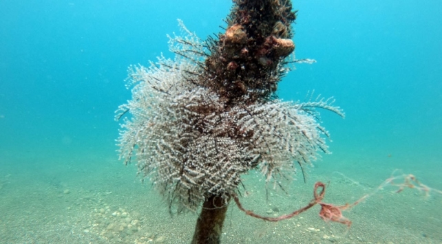 Denizdeki hydrozoanlara dikkat: Deniz anasıyla aynı etkiyi yapıyorlar