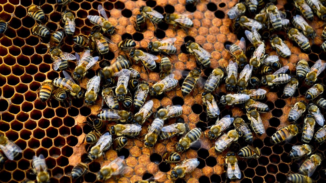 Arı ürünleri kemoterapinin yan etkilerini azaltıyor