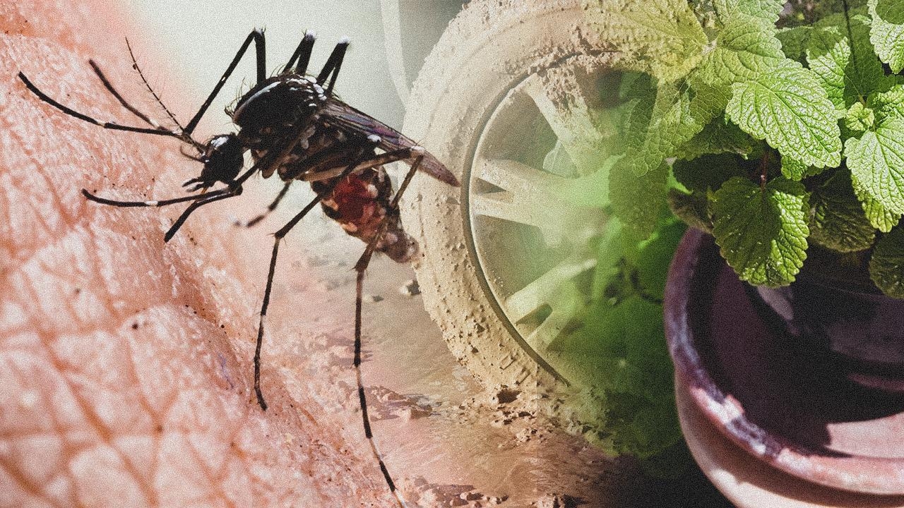 Karadeniz'de yeni tehlike: Asya Kaplan Sivrisineği