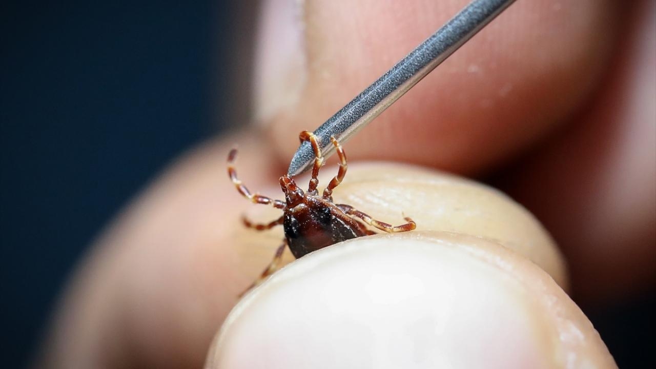 Dünyanın yüzde 14'ünden fazlası ‘Lyme hastalığı’na yakalandı