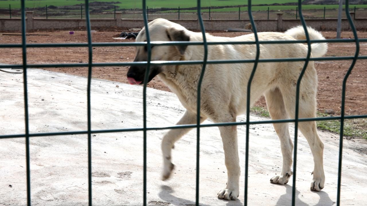 Kuduz her yıl yaklaşık 60 bin can alıyor