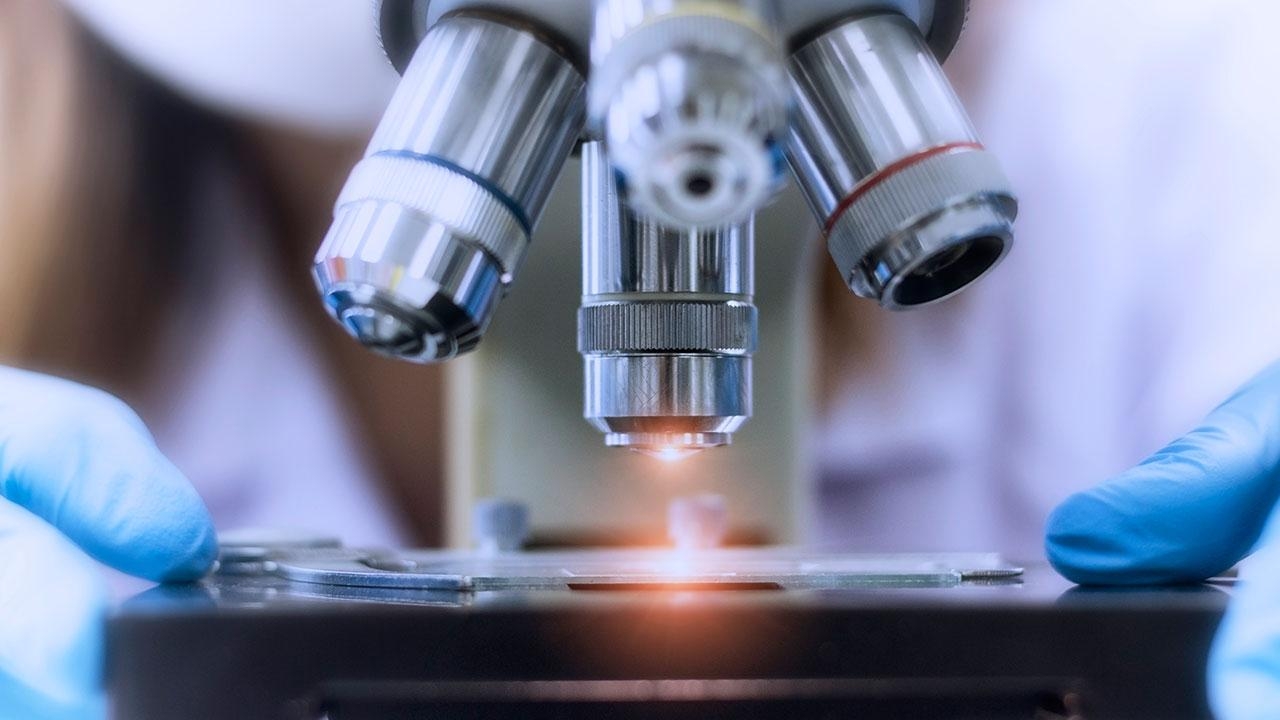 Böbrek ve sinir doku hücreleri, beyne benzer şekilde anıları depolayabiliyor