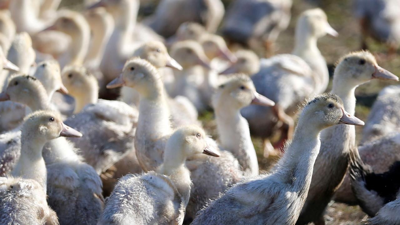 WOAH: Türkiye kuş gribinden arınmış bölge