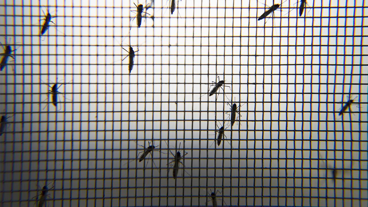 İklim krizinin etkisiyle hızla çoğalan sivrisinekler ölümcül hastalıklara neden olabiliyor