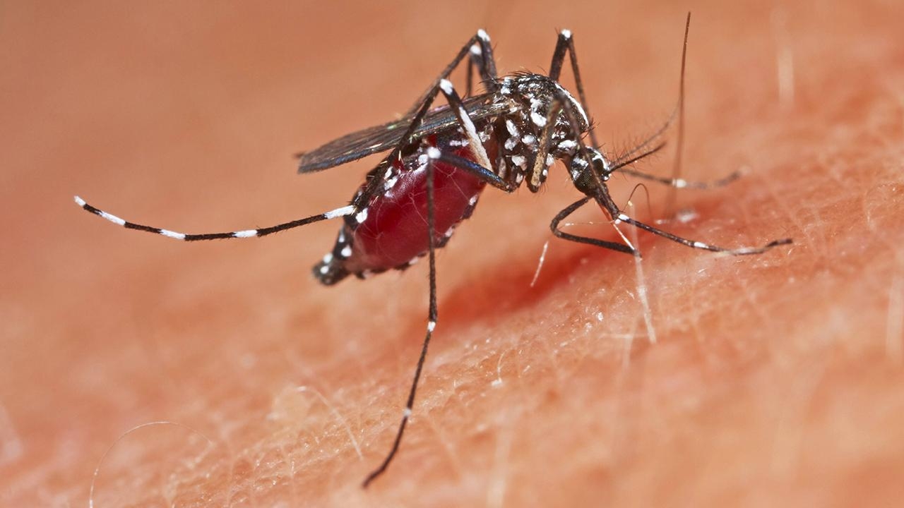 FDA, Chikungunya virüsünün neden olduğu ateşli bir hastalığa karşı ilk aşıyı onayladı